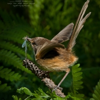 Australian Female Redback Wren, bringing a Dragonfly to feed her chicks