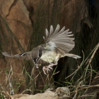 Australian White-Browed Scrub Wren in flight