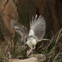 Australian White-Browed Scrub Wren in flight