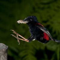 Male Redbacked Wren flight