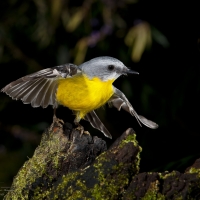 Australian Eastern Yellow Robin in Flight