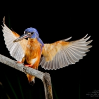 Azure Kingfisher in flight