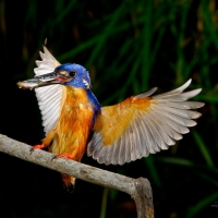 Azure Kingfisher in flight