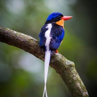 Buff-breasted Paradise Kingfisher