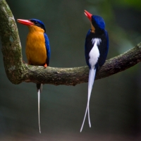 Buff-breasted Paradise Kingfisher Pair
