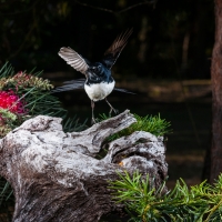 Wagtail Pirouette