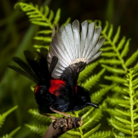 Male Red-backed Wren Flight