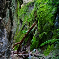 Mossy Gorge