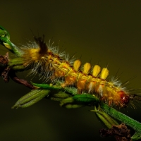 Painted Tussock Caterpillar