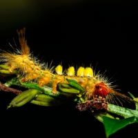 Painted Tussock Caterpillar