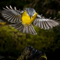 Australian Eastern Yellow Robin in Flight